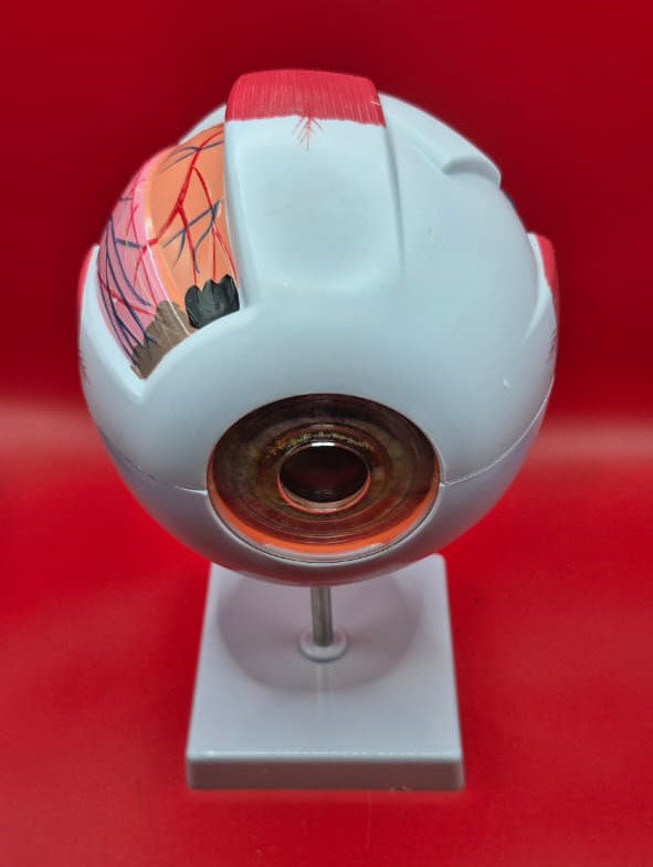 Modelo Anatómico de Ojo Humano