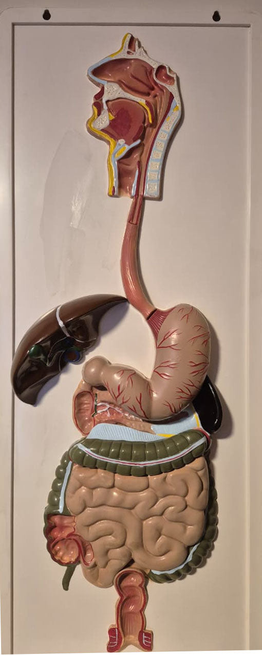Modelo Anatómico Sistema Digestivo Humano