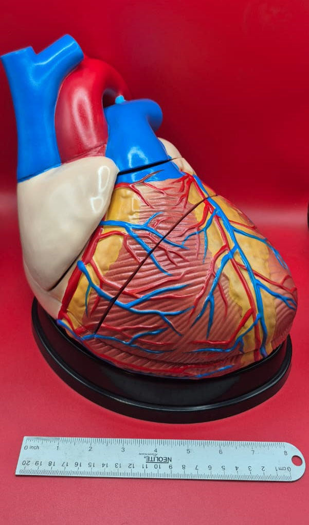Modelo Anatómico Corazón Ampliado (Jumbo)