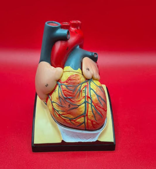 Modelo Anatómico de Corazon con Diafragma Escala natural
